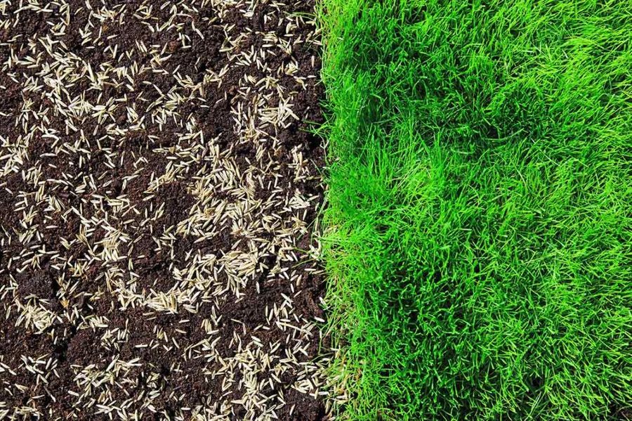 Fresh grass seed spread on soil next to established lawn for overseeding service in Connecticut